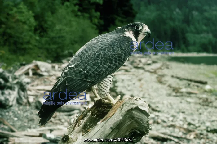 : Peregrine Falcon : Peregrine Falcon