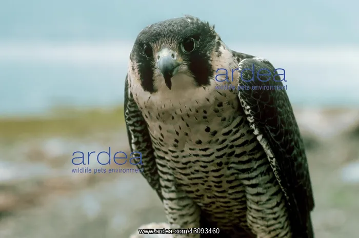 : Peregrine Falcon : Peregrine Falcon