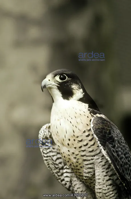 : Peregrine Falcon : Peregrine Falcon