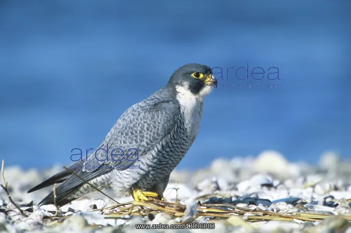 : Peregrine Falcon : Peregrine Falcon