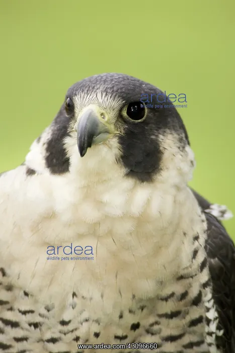 : Peregrine Falcon : Peregrine Falcon