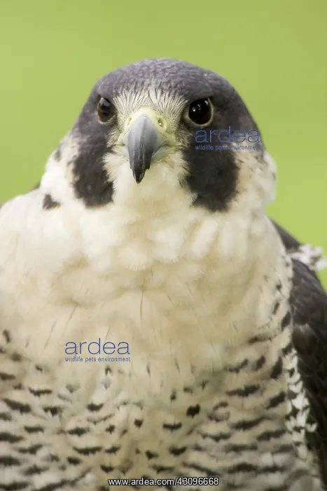 : Peregrine Falcon : Peregrine Falcon