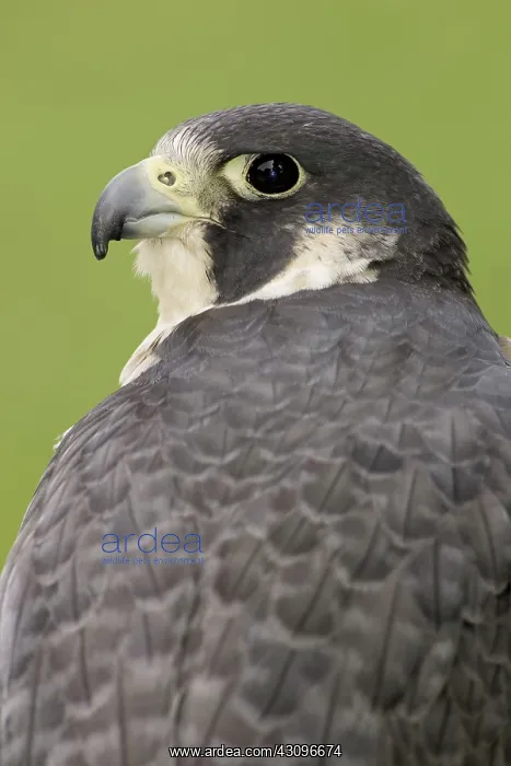  : Peregrine Falcon