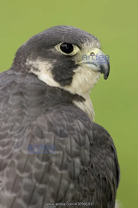 : Peregrine Falcon : Peregrine Falcon