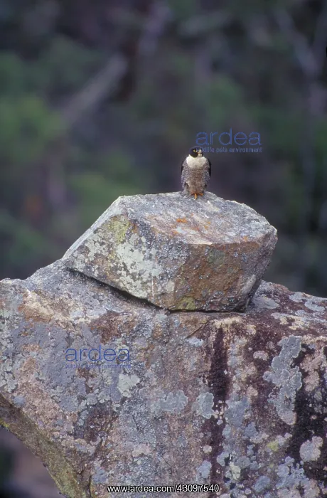 : Peregrine Falcon : Peregrine Falcon