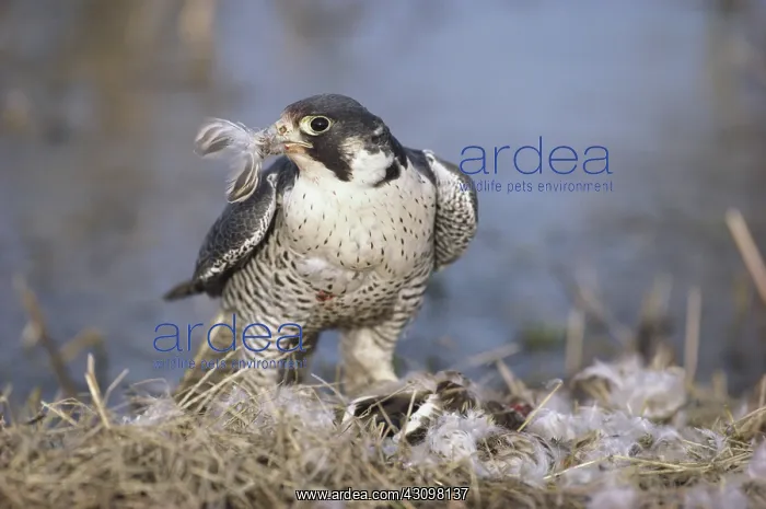 : Peregrine Falcon : Peregrine Falcon
