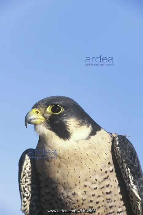 : Peregrine Falcon : Peregrine Falcon