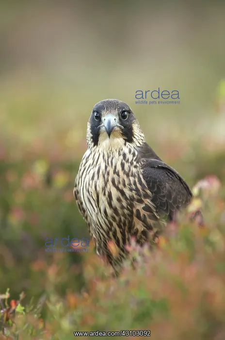 : Peregrine Falcon : Peregrine Falcon