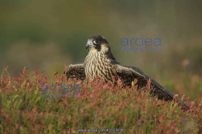 : Peregrine Falcon : Peregrine Falcon