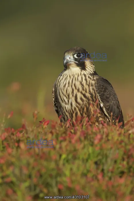 : Peregrine Falcon : Peregrine Falcon