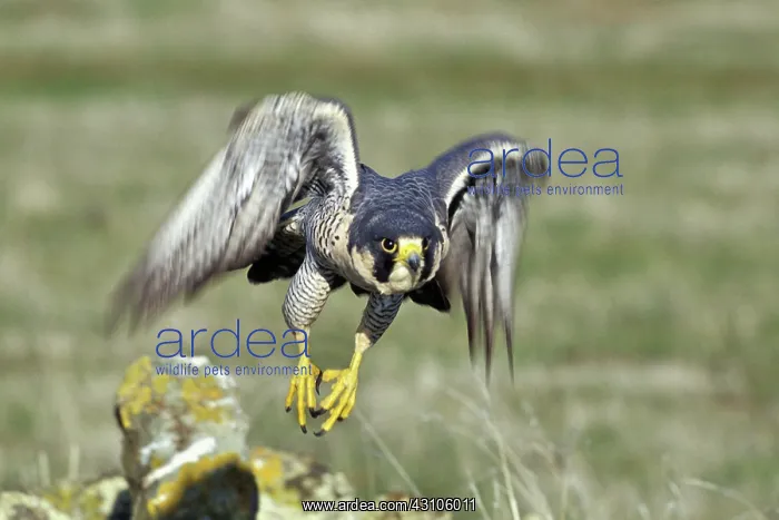 : Peregrine Falcon : Peregrine Falcon
