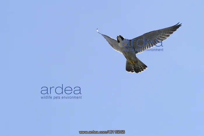 : Peregrine Falcon : Peregrine Falcon