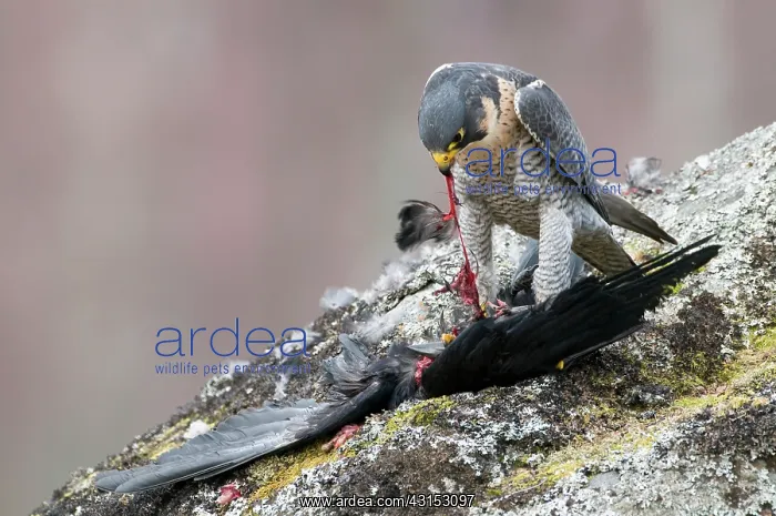 : Peregrine Falcon : Peregrine Falcon