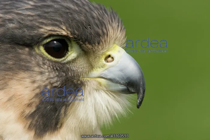 : Peregrine Falcon : Peregrine Falcon