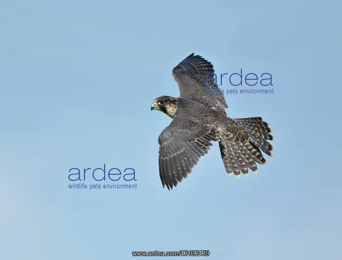 : Peregrine Falcon : Peregrine Falcon