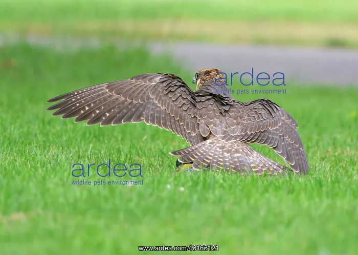 : Peregrine Falcon : Peregrine Falcon