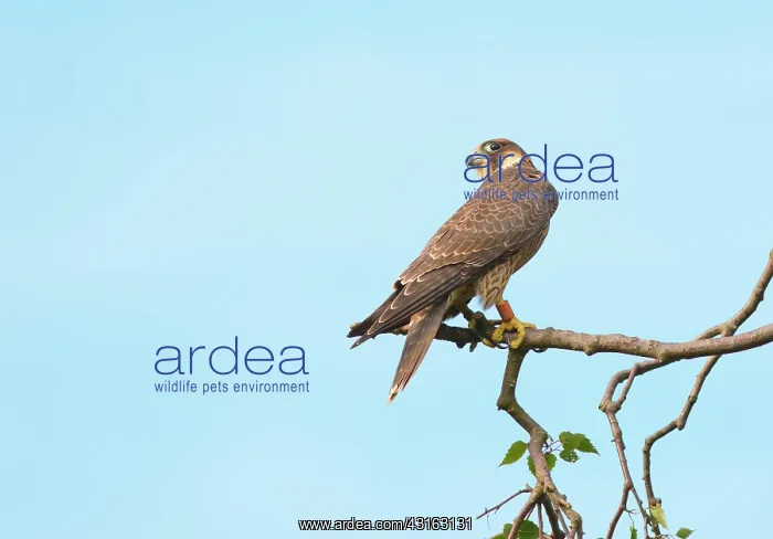 : Peregrine Falcon : Peregrine Falcon