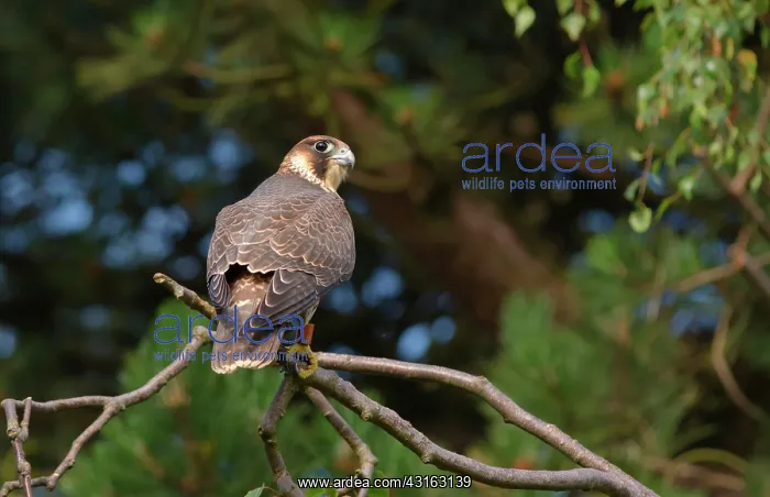 : Peregrine Falcon : Peregrine Falcon