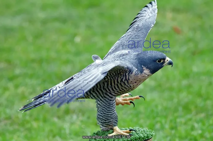: Peregrine Falcon : Peregrine Falcon