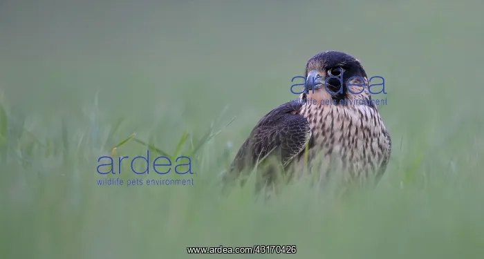  : Peregrine Falcon