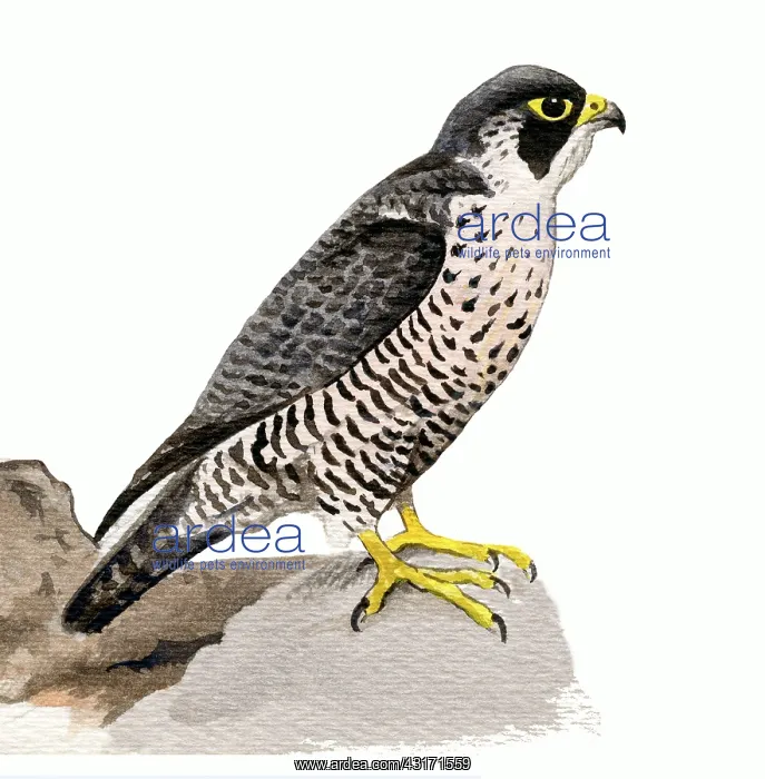 : Peregrine Falcon : Peregrine Falcon