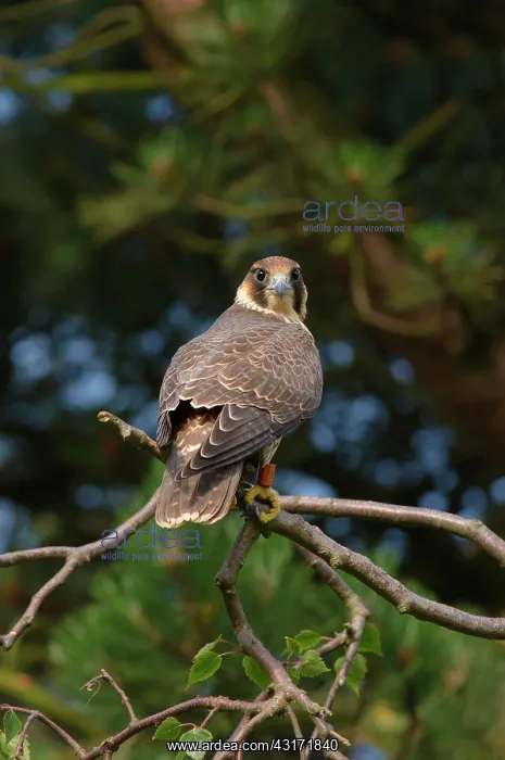 : Peregrine Falcon : Peregrine Falcon