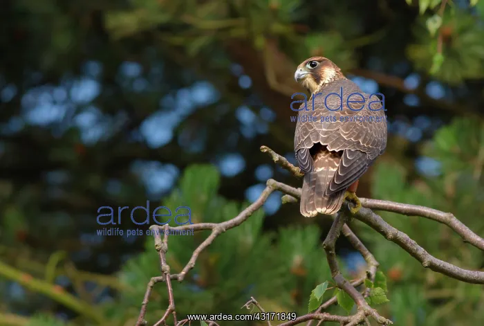 : Peregrine Falcon : Peregrine Falcon