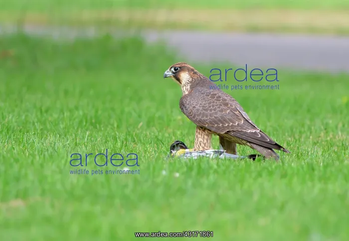 : Peregrine Falcon : Peregrine Falcon