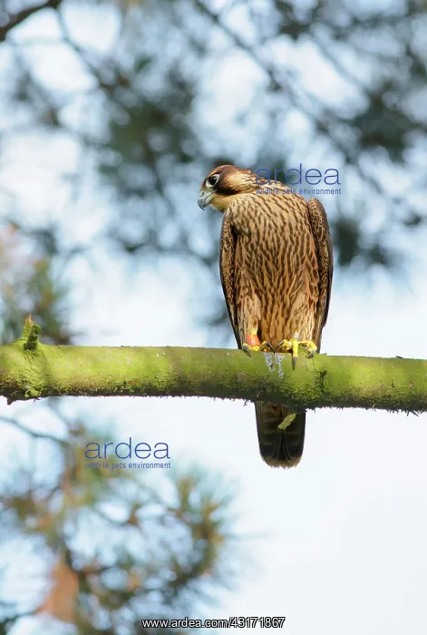 : Peregrine Falcon : Peregrine Falcon