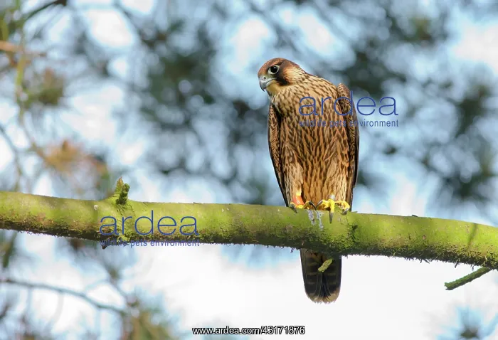 : Peregrine Falcon : Peregrine Falcon