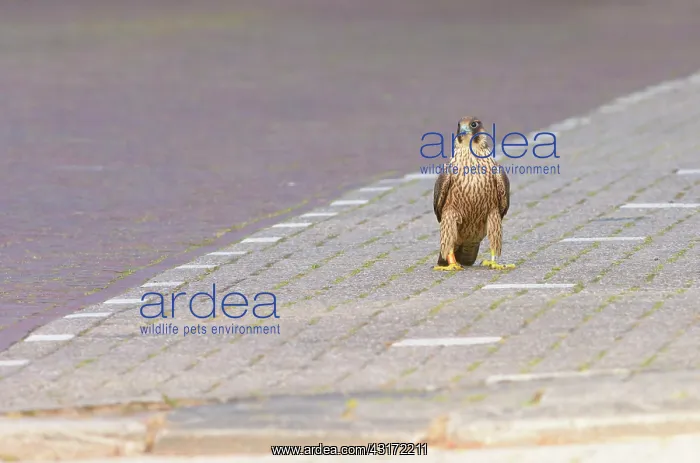: Peregrine Falcon : Peregrine Falcon