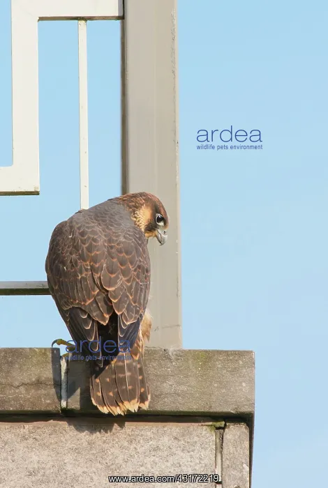 : Peregrine Falcon : Peregrine Falcon