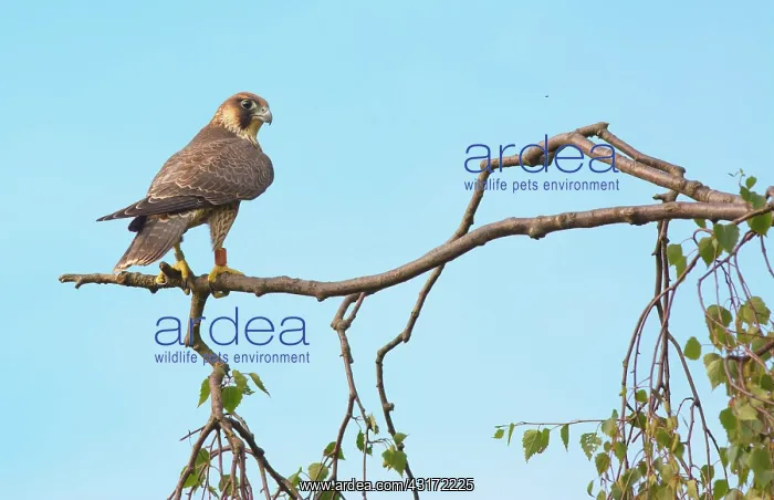 : Peregrine Falcon : Peregrine Falcon