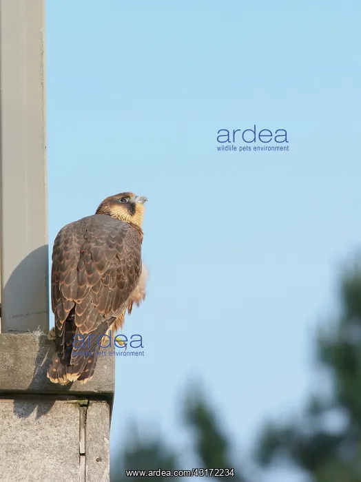 : Peregrine Falcon : Peregrine Falcon