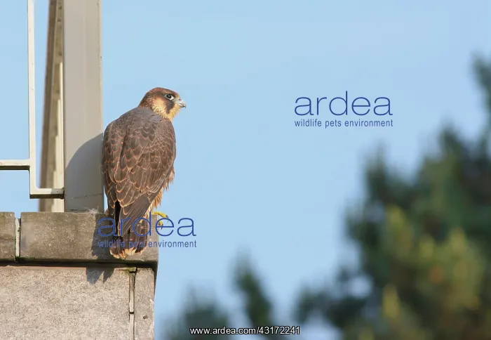 : Peregrine Falcon : Peregrine Falcon