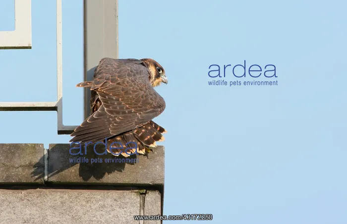 : Peregrine Falcon : Peregrine Falcon