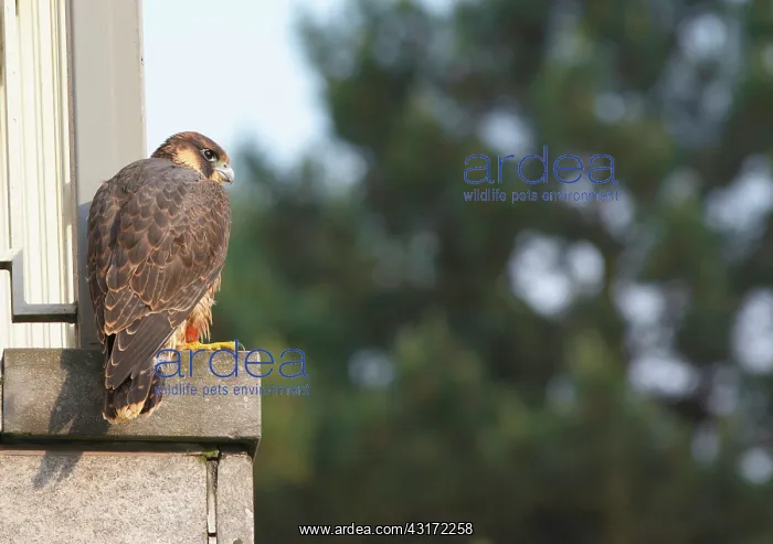 : Peregrine Falcon : Peregrine Falcon
