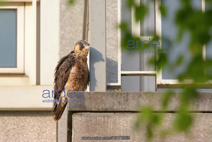 : Peregrine Falcon : Peregrine Falcon