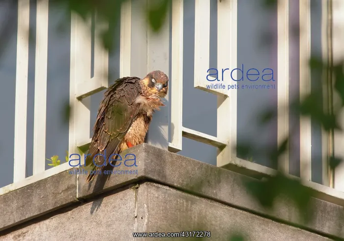 : Peregrine Falcon : Peregrine Falcon