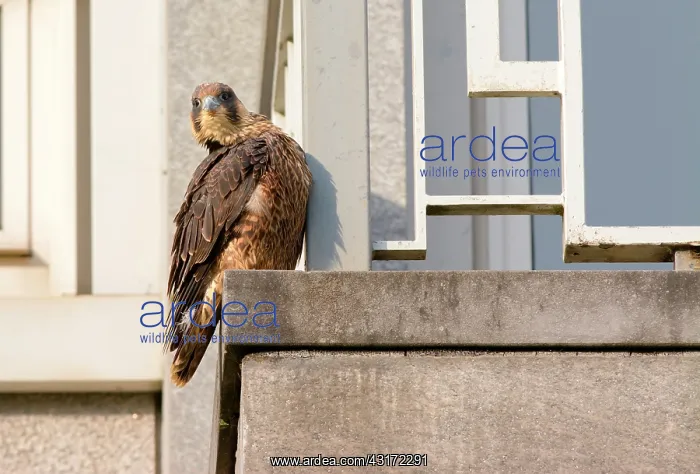 : Peregrine Falcon : Peregrine Falcon