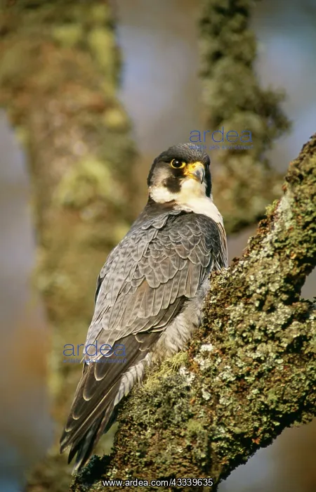 : Peregrine Falcon : Peregrine Falcon