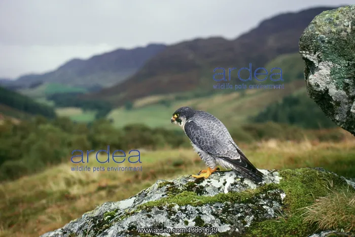: PEREGRINE FALCON : PEREGRINE FALCON