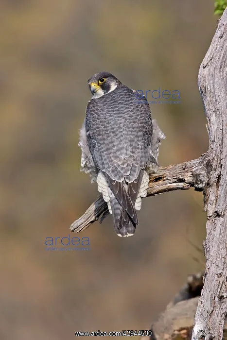 : Peregrine Falcon - adult : Peregrine Falcon - adult