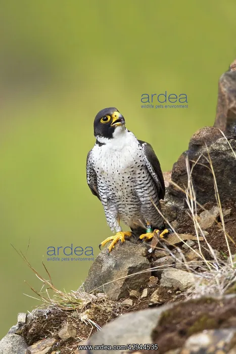 : Peregrine Falcon - adult : Peregrine Falcon - adult