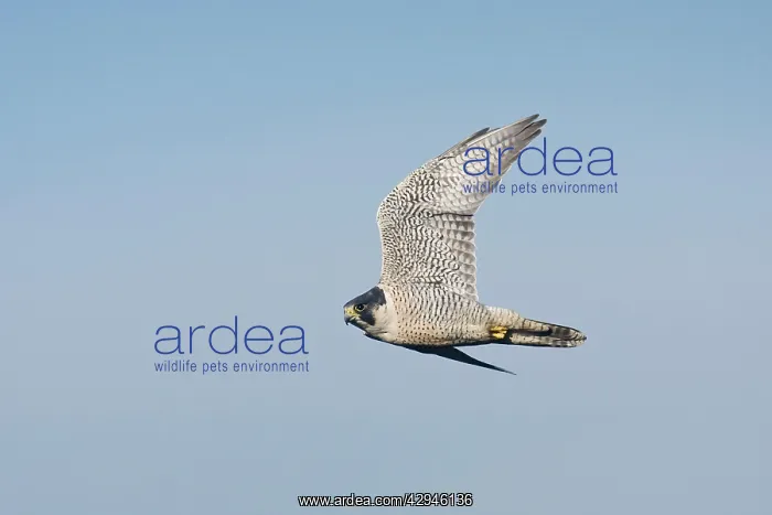 : Peregrine Falcon - Adult : Peregrine Falcon - Adult