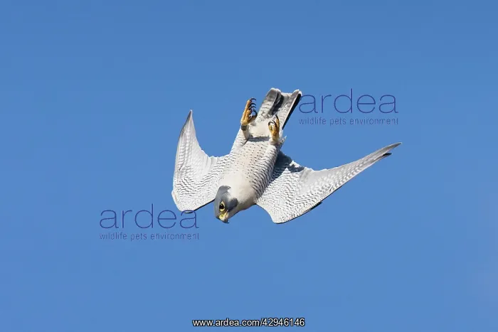 : Peregrine Falcon - adult : Peregrine Falcon - adult
