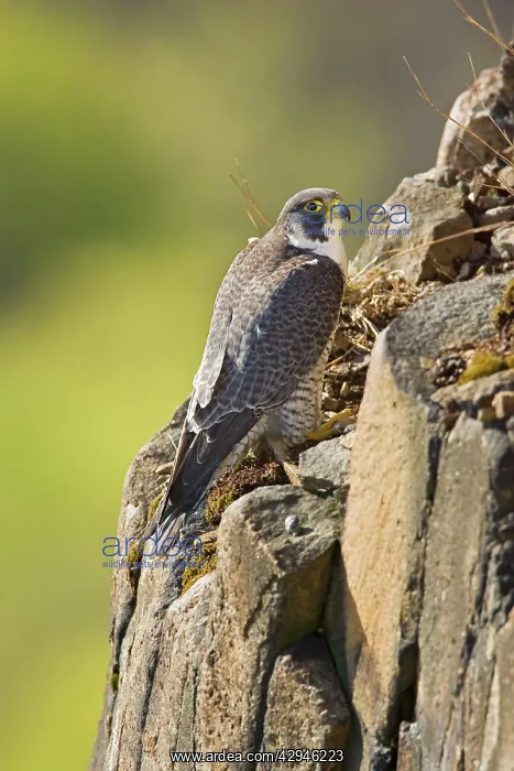 : Peregrine Falcon adult : Peregrine Falcon adult