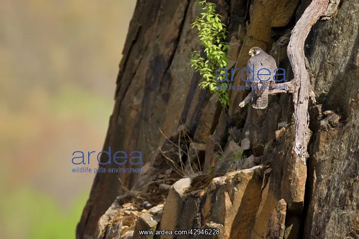 : Peregrine Falcon adult : Peregrine Falcon adult