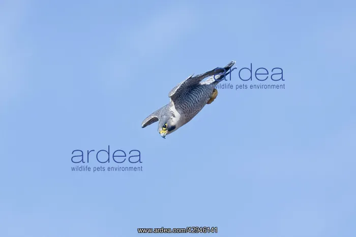: Peregrine Falcon - adult in a dive / stoop : Peregrine Falcon - adult in a dive / stoop
