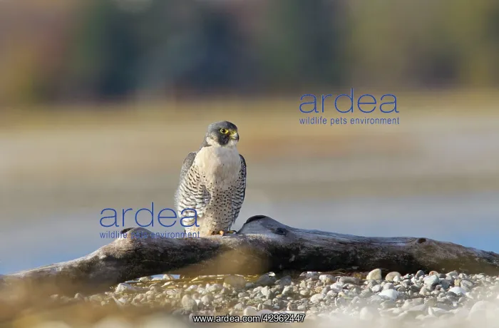  : Peregrine Falcon - adult - on driftwood on sandbar